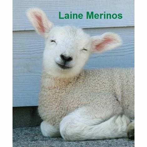 Offres 🌟 KING OF DREAMS Lot De 2 Matelas 80X200 Mousse Poli Lattex Indéformable - Hauteur 23 Cm - Soutien Ferme Face Hiver Pure Laine Merinos - Face été Aloe Vera 80 200 Super Deluxe 😀 – Image 4